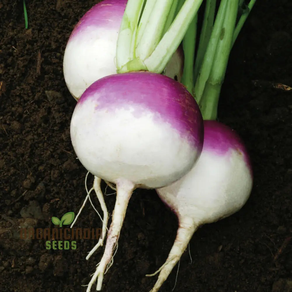 Turnip - Heirloom Mix Vegetable Seeds For Planting Premium Collection For Your Garden