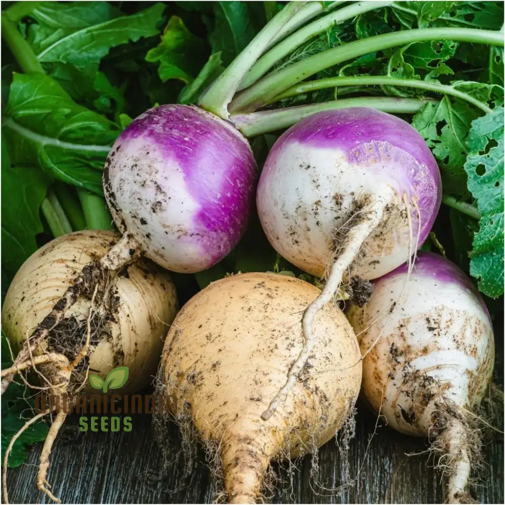 Turnip - Heirloom Mix Vegetable Seeds For Planting Premium Collection For Your Garden