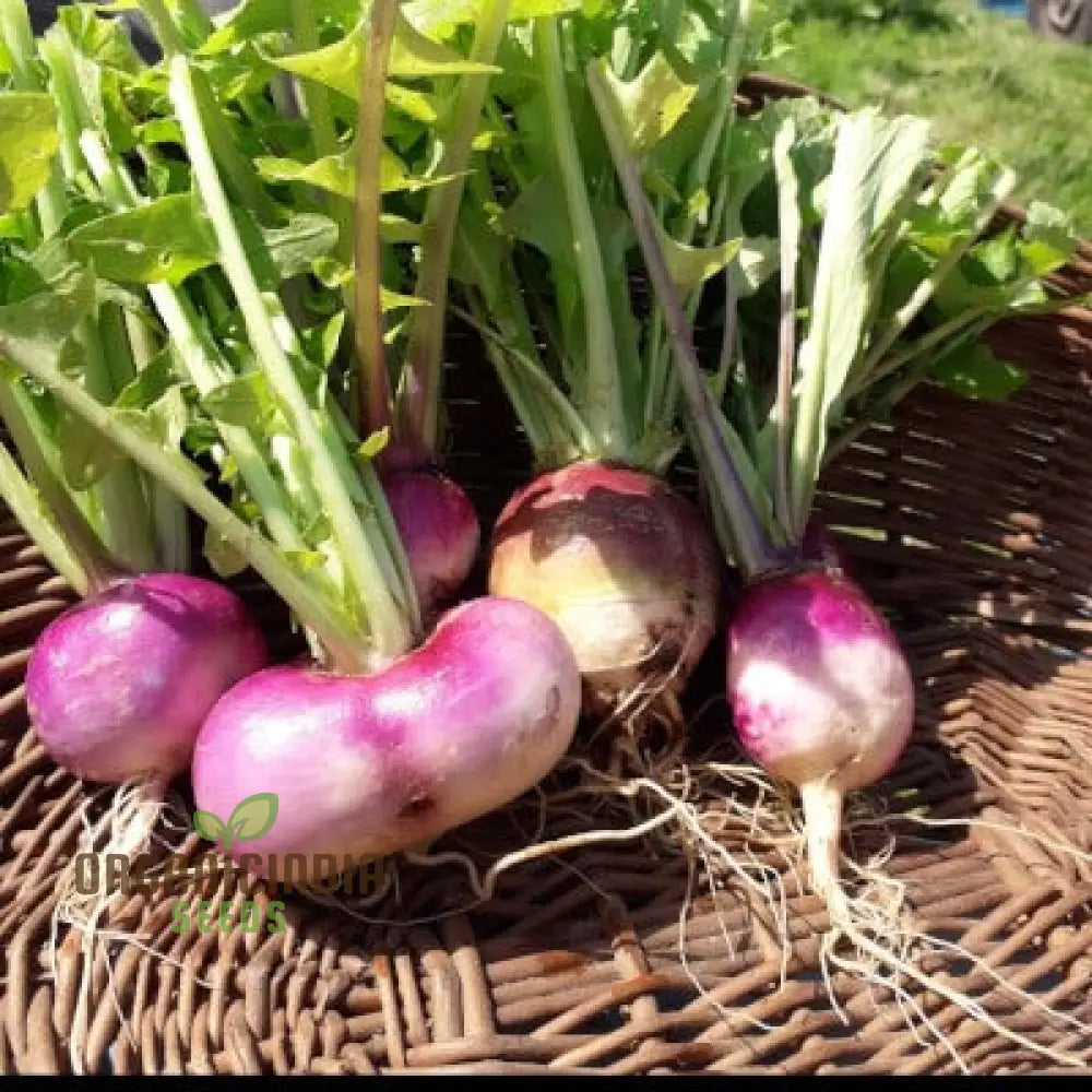 Turnip Milan Purple Top With Premium Vegetable Seeds For A Vibrant And Nutritious Addition To Your