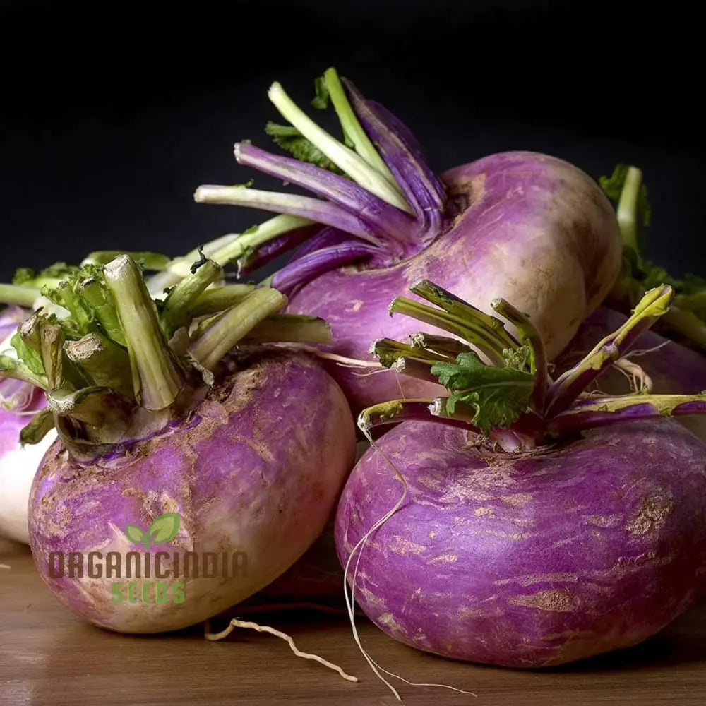 Turnip Milan Purple Top With Premium Vegetable Seeds For A Vibrant And Nutritious Addition To Your