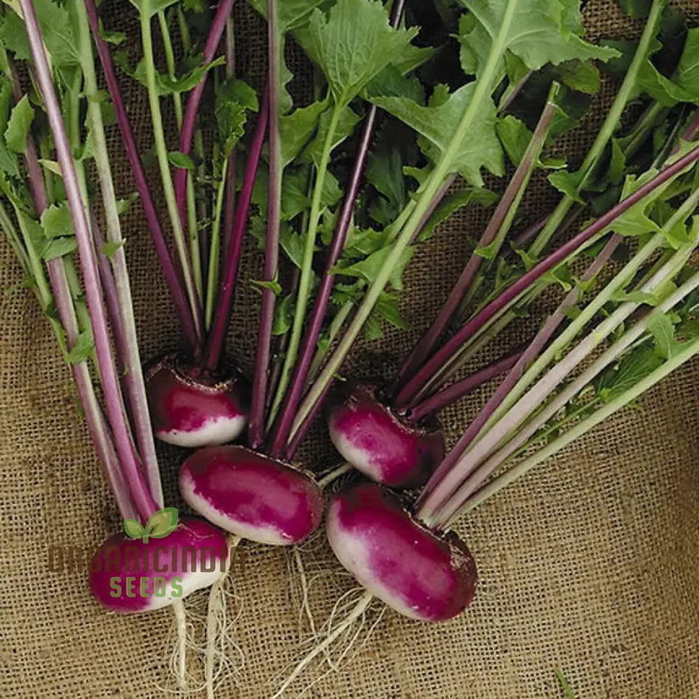 Turnip Milan Purple Top With Premium Vegetable Seeds For A Vibrant And Nutritious Addition To Your