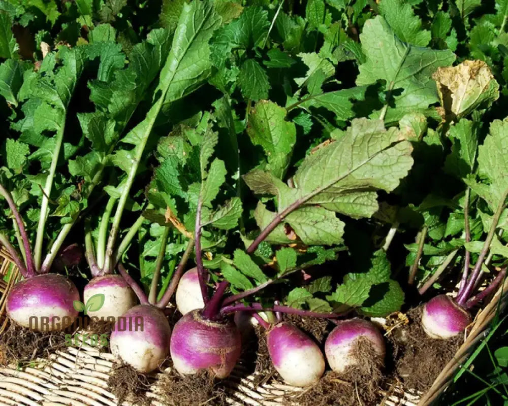 Turnip Milan Purple Top With Premium Vegetable Seeds For A Vibrant And Nutritious Addition To Your