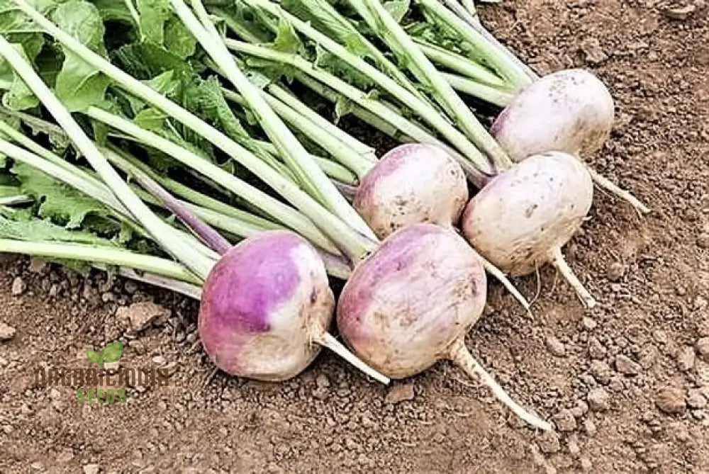 Turnip Milan Purple Top With Premium Vegetable Seeds For A Vibrant And Nutritious Addition To Your