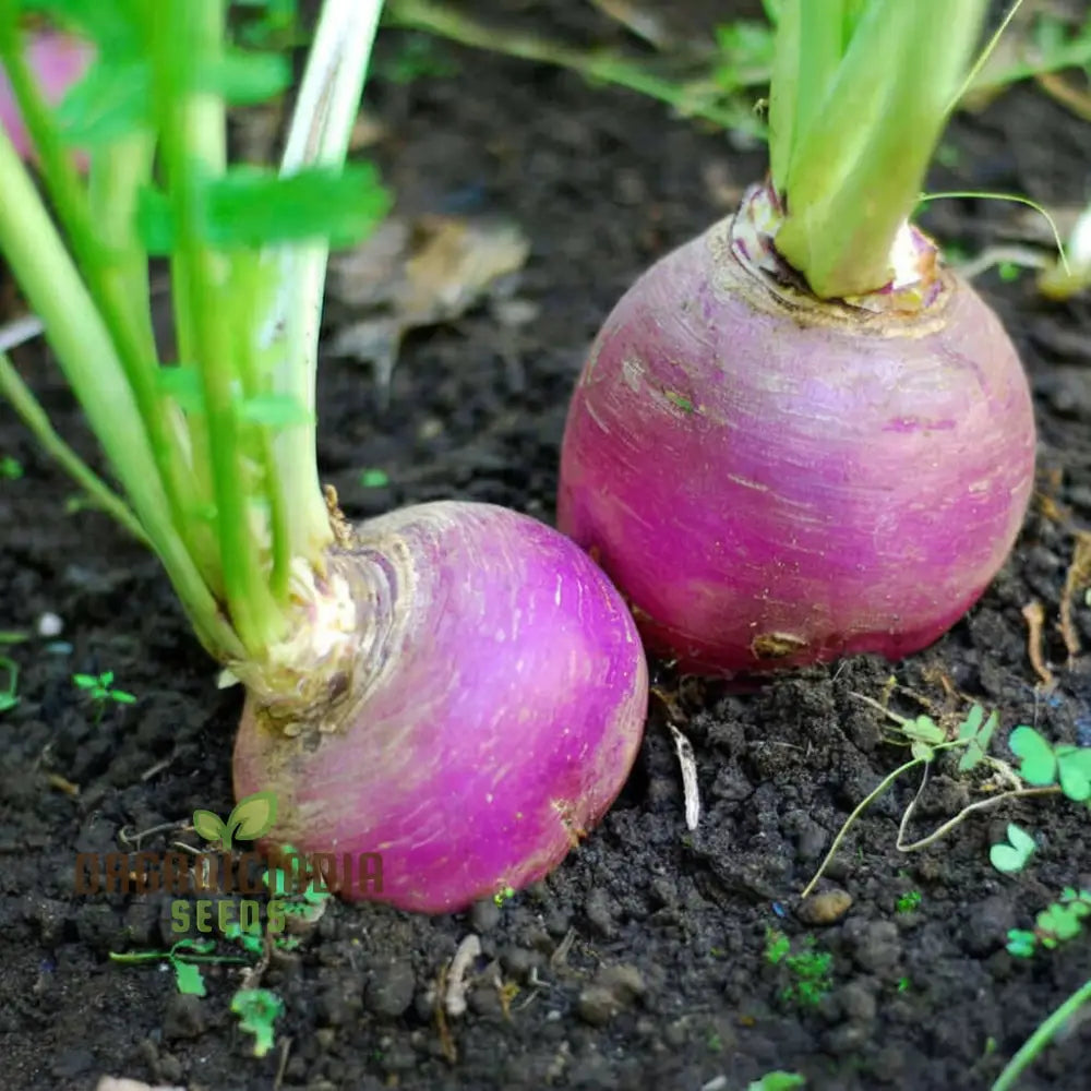 Turnip Purple Top Vegetable Seeds Heirloom High Yield Perfect For Home Gardens