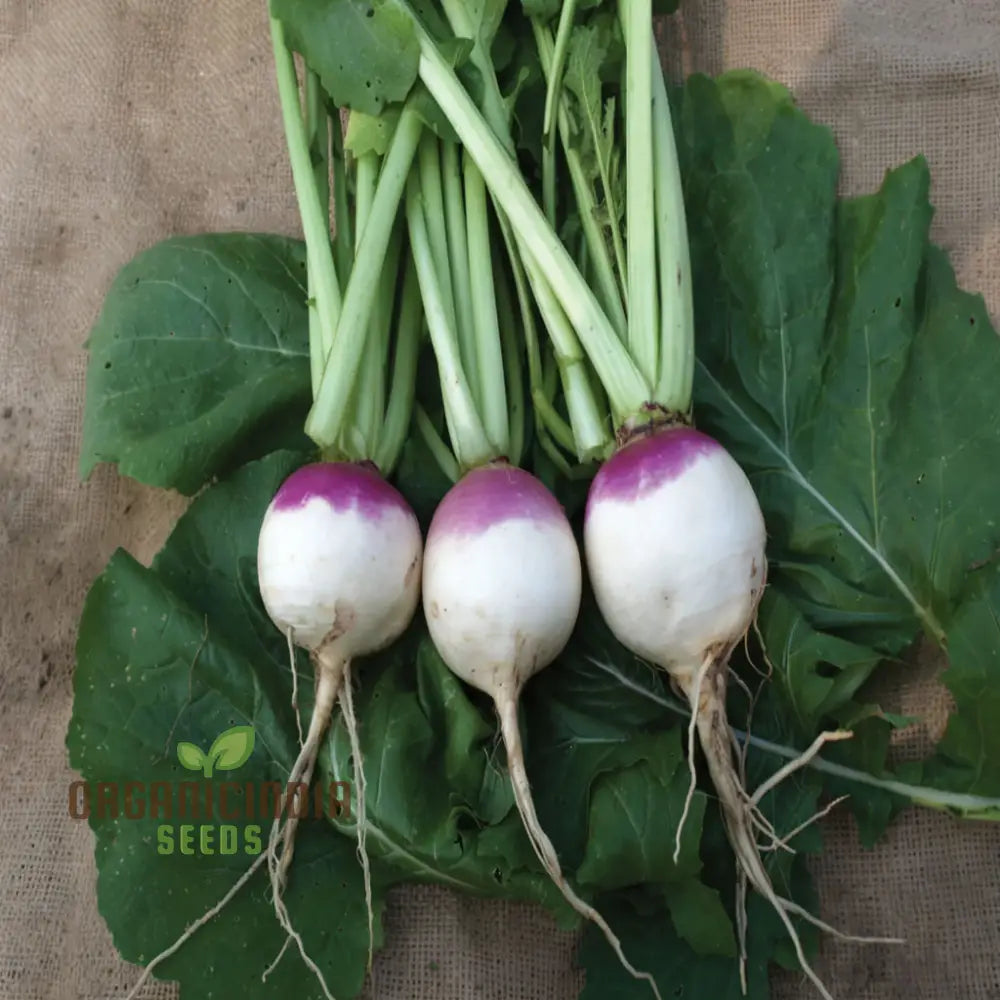 Turnip Purple Top Vegetable Seeds Heirloom High Yield Perfect For Home Gardens