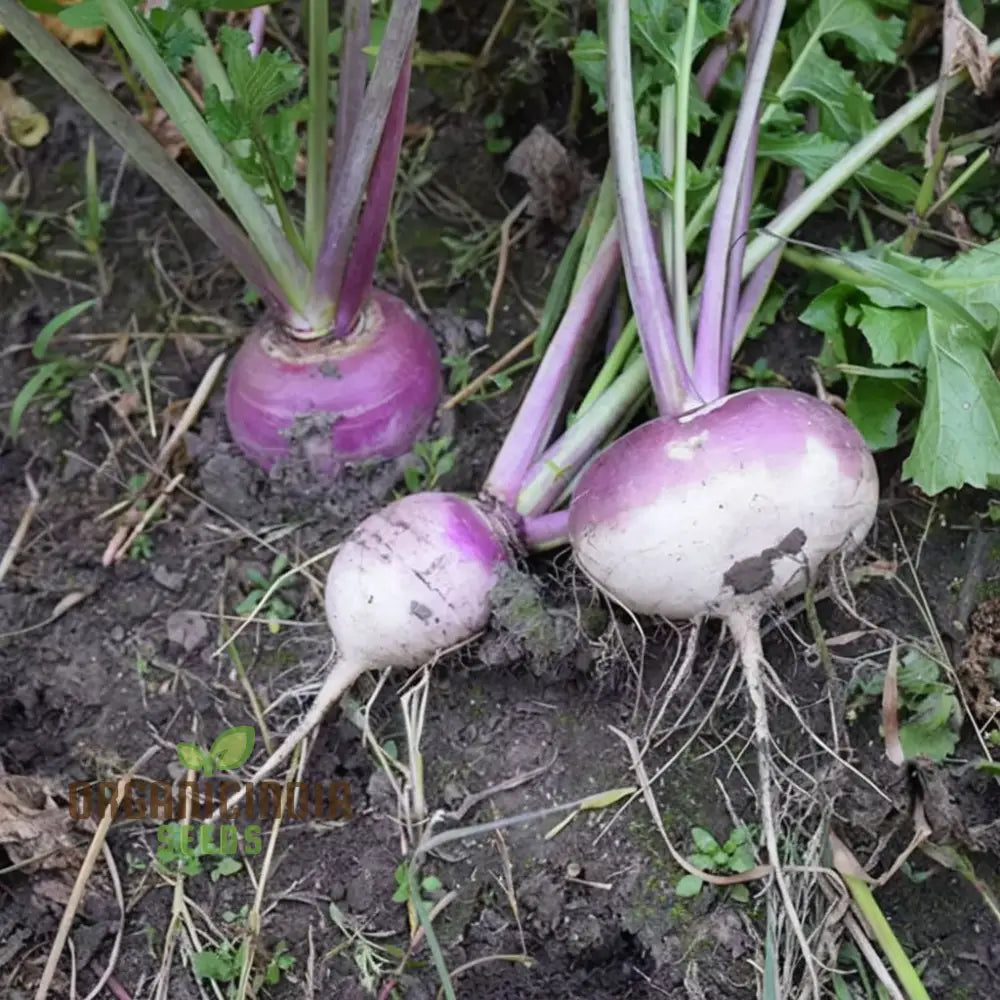 Turnip Purple Top Vegetable Seeds Heirloom High Yield Perfect For Home Gardens