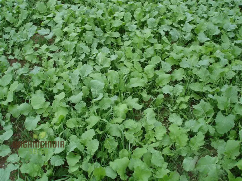 Turnip Seeds - Seven Top Variety For Planting And Gardening