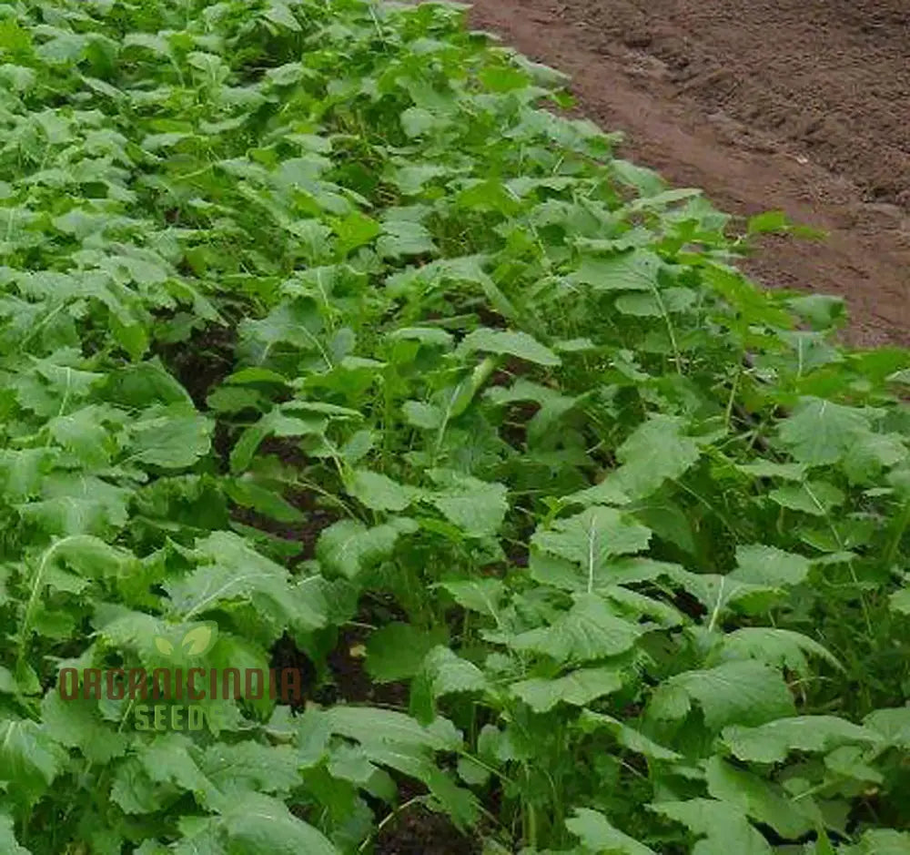 Turnip Seeds - Seven Top Variety For Planting And Gardening