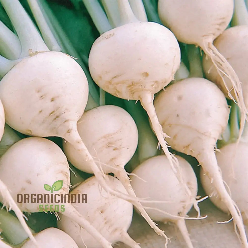 Turnip Snowball Vegetable Seeds Cultivate Crisp And Nutritious Turnips With Expert Tips For