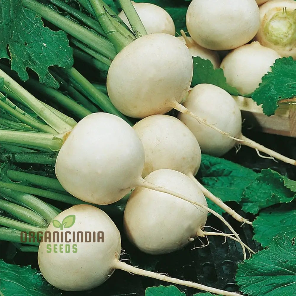 Turnip Snowball Vegetable Seeds Cultivate Crisp And Nutritious Turnips With Expert Tips For