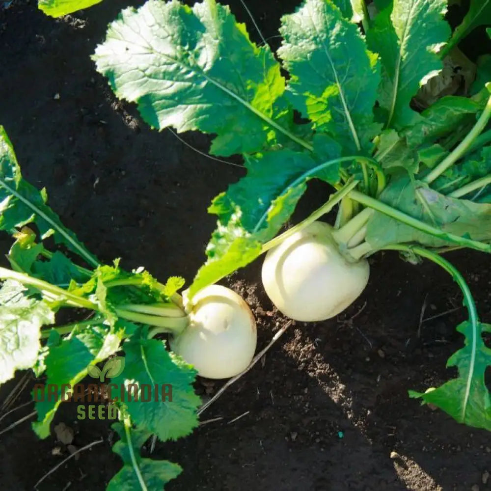 Turnip Snowball Vegetable Seeds Cultivate Crisp And Nutritious Turnips With Expert Tips For