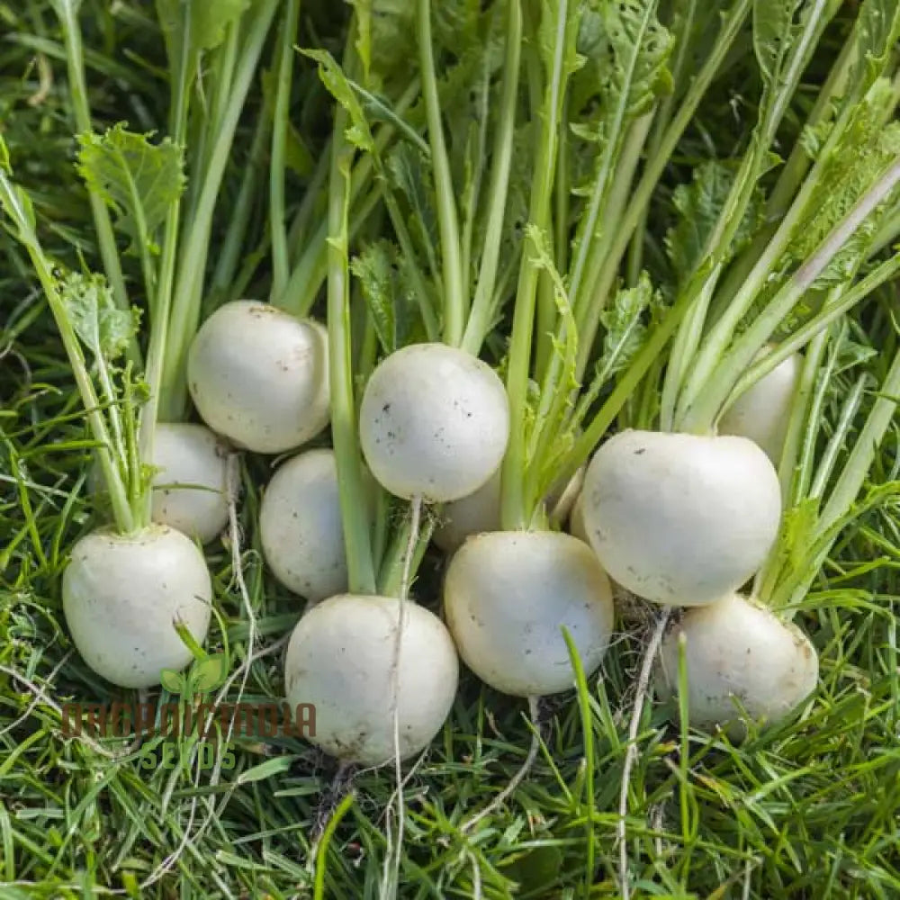 Turnip Snowball Vegetable Seeds Cultivate Crisp And Nutritious Turnips With Expert Tips For