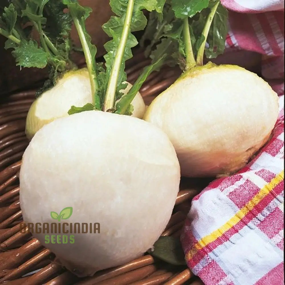 Turnip Snowball Vegetable Seeds Cultivate Crisp And Nutritious Turnips With Expert Tips For