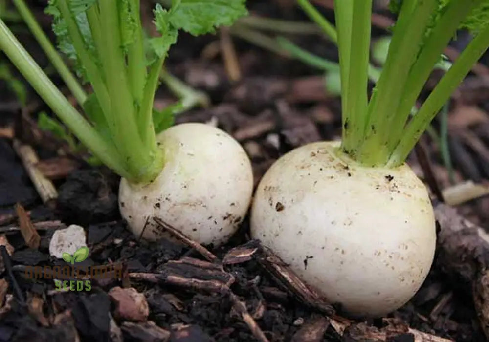 Turnip Snowball Vegetable Seeds Cultivate Crisp And Nutritious Turnips With Expert Tips For