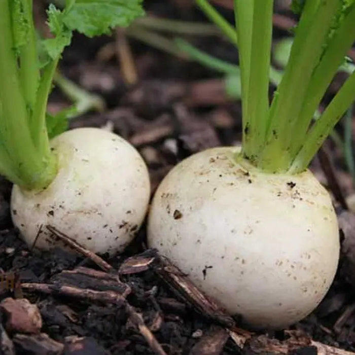 Turnip Snowball Vegetable Seeds Cultivate Crisp And Nutritious Turnips With Expert Tips For