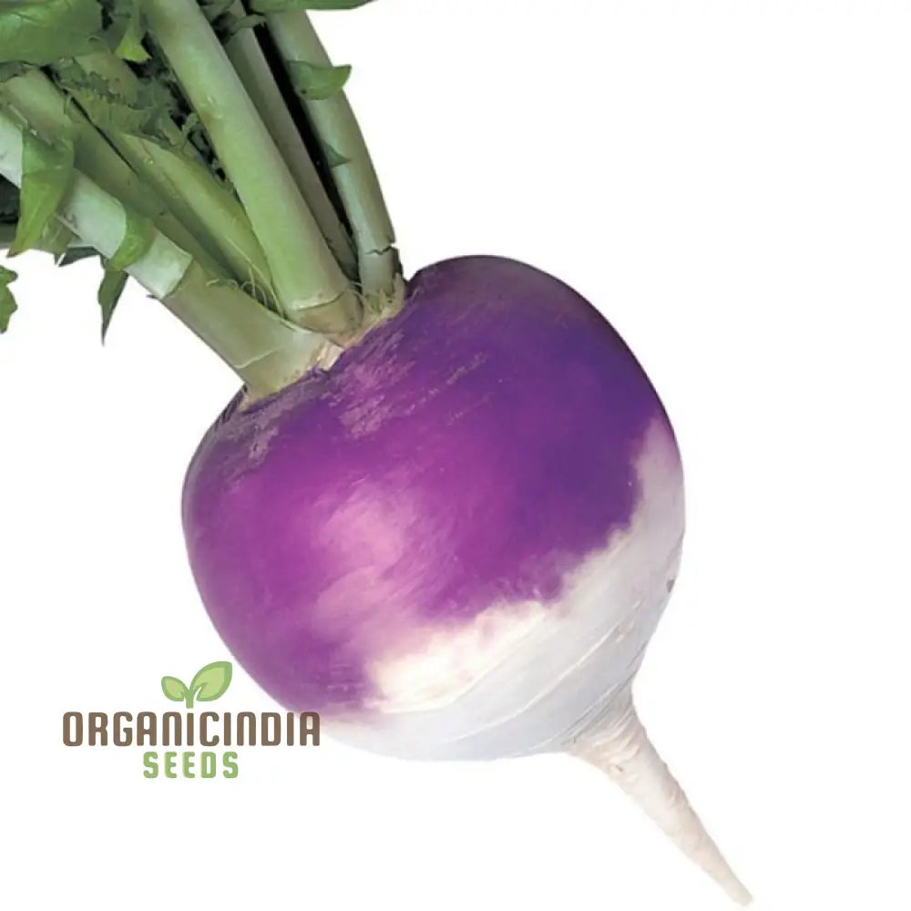 Turnip Sweet Bell F1 Vegetable Seeds Cultivate Delicious And Nutritious Turnips With Expert Tips