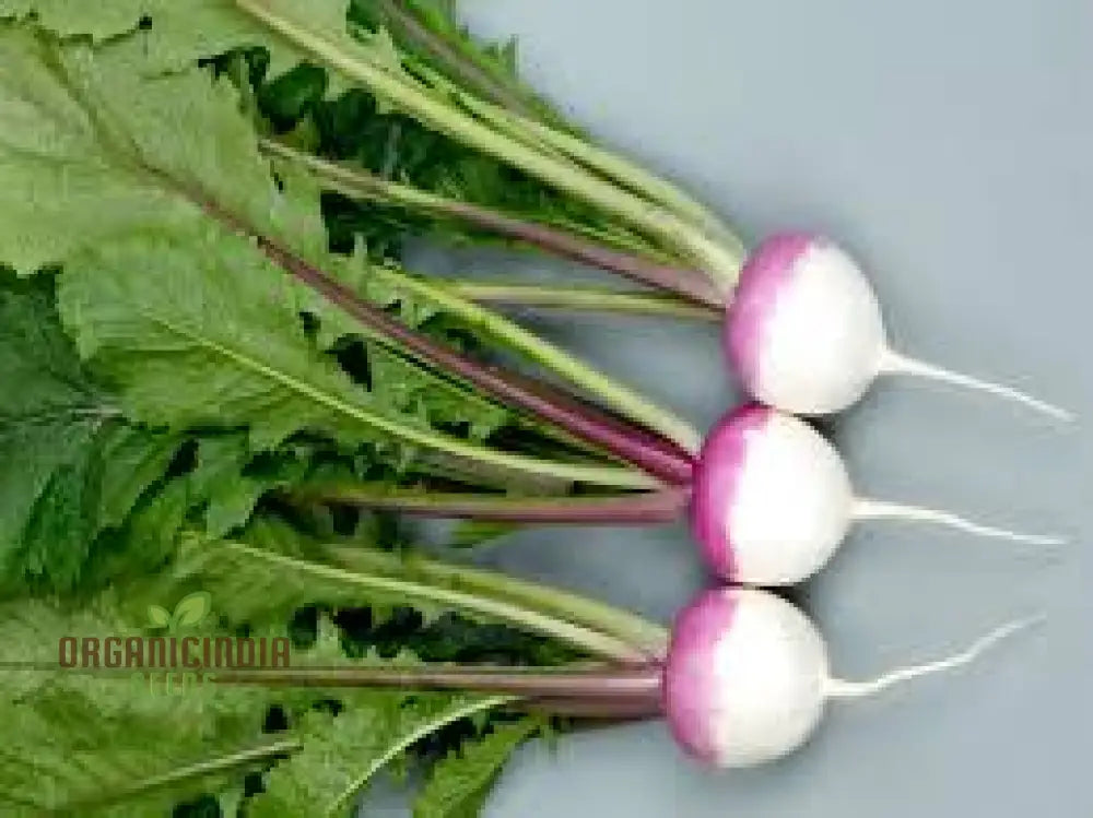 Turnip Sweet Bell F1 Vegetable Seeds Cultivate Delicious And Nutritious Turnips With Expert Tips