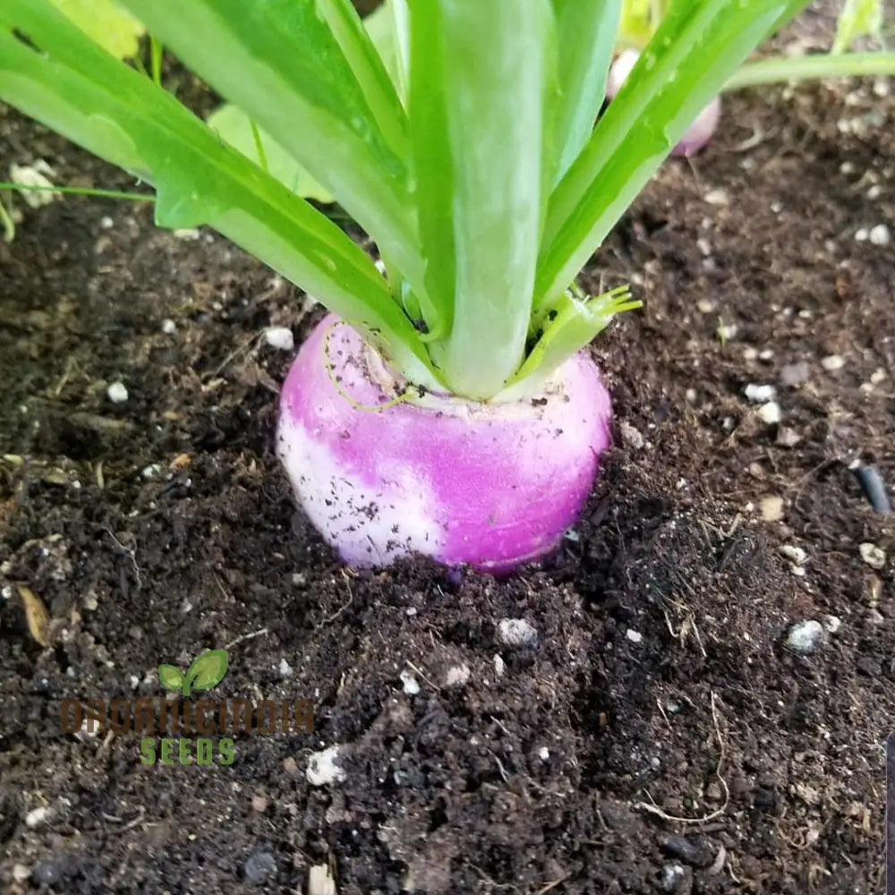 Turnip Sweet Bell F1 Vegetable Seeds Cultivate Delicious And Nutritious Turnips With Expert Tips