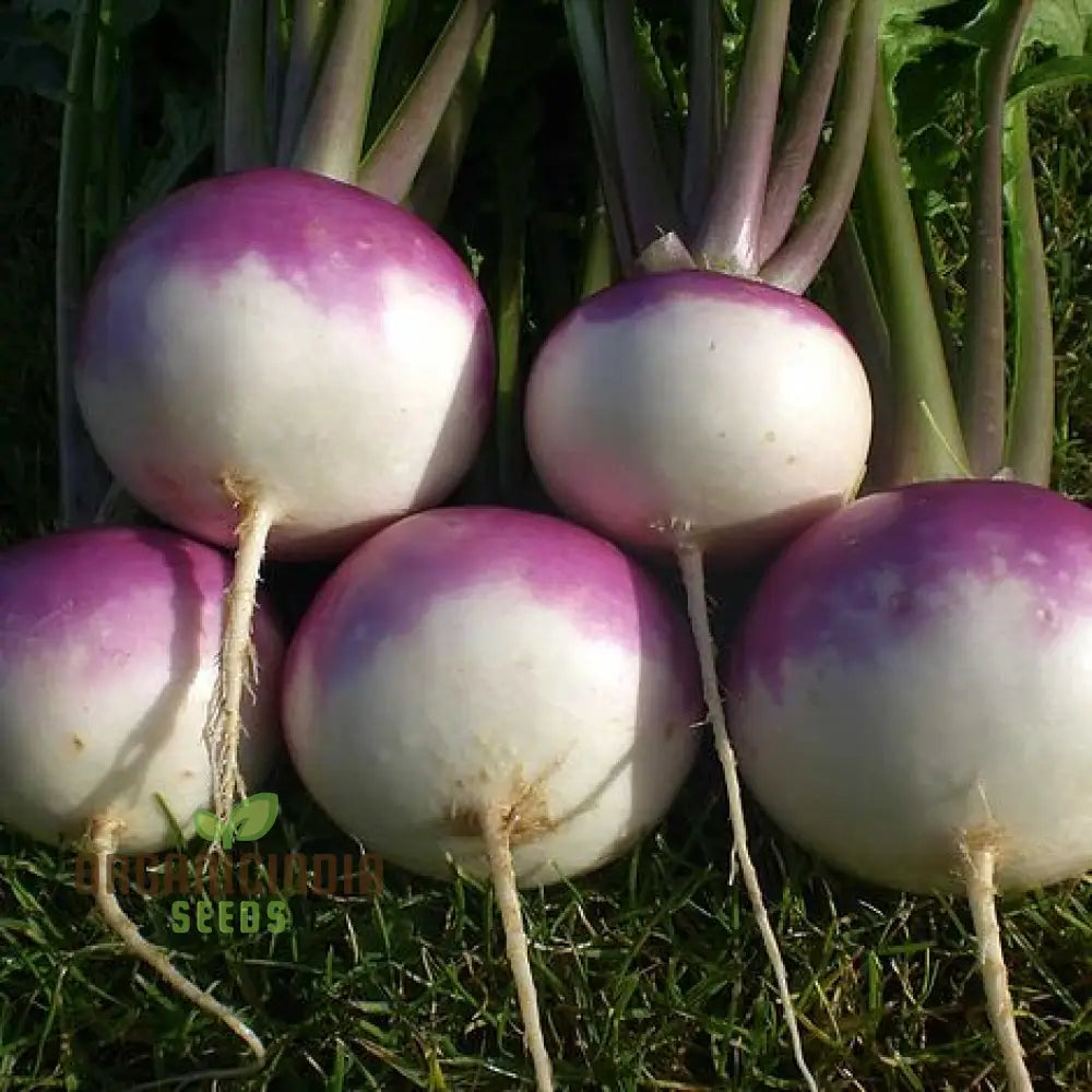 Turnip Sweet Bell F1 Vegetable Seeds Cultivate Delicious And Nutritious Turnips With Expert Tips