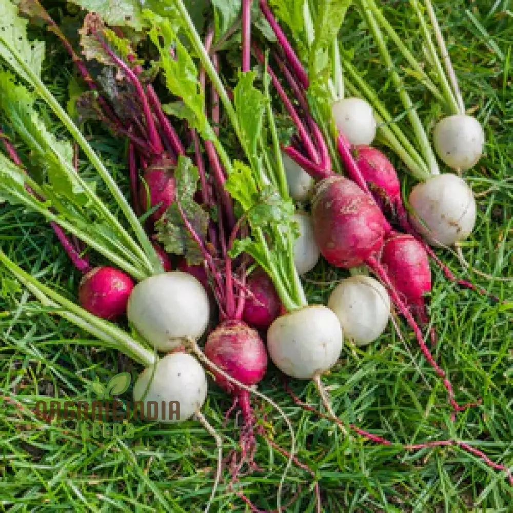 Turnip Temari Vegetable Seeds Cultivate Flavorful And Nutritious Turnips With Expert Tips For