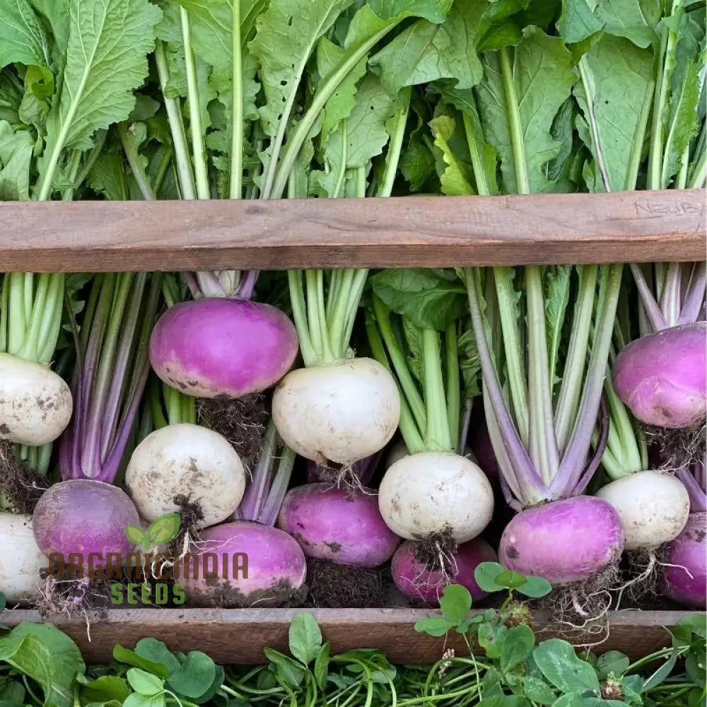 Turnip Temari Vegetable Seeds Cultivate Flavorful And Nutritious Turnips With Expert Tips For