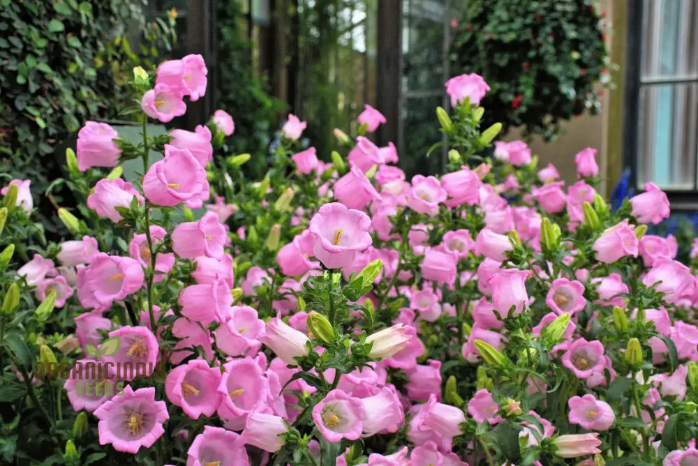 Tussock - Bellflower Single Rose Pink Seeds: Enhance Your Garden With Graceful Blooms – Perfect