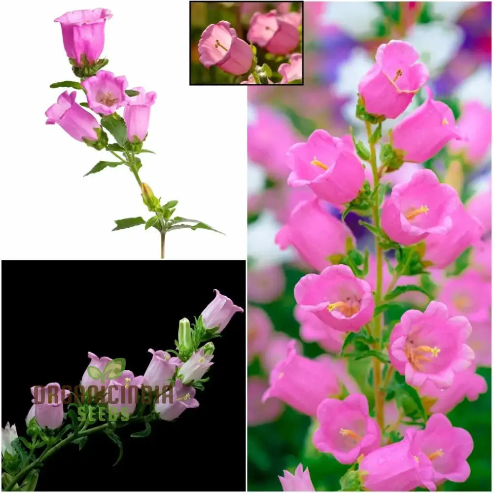 Tussock - Bellflower Single Rose Pink Seeds: Enhance Your Garden With Graceful Blooms – Perfect