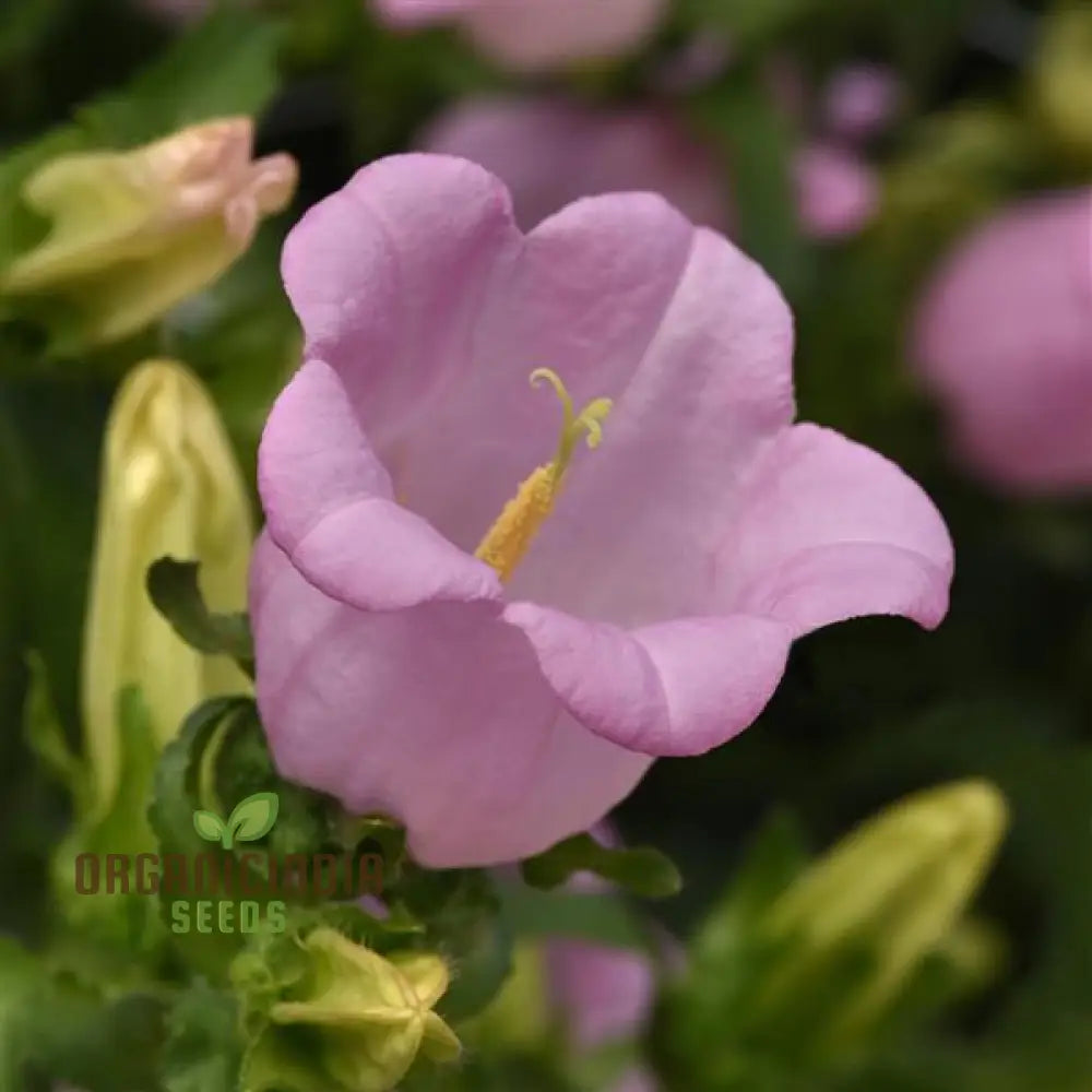 Tussock - Bellflower Single Rose Pink Seeds: Enhance Your Garden With Graceful Blooms – Perfect