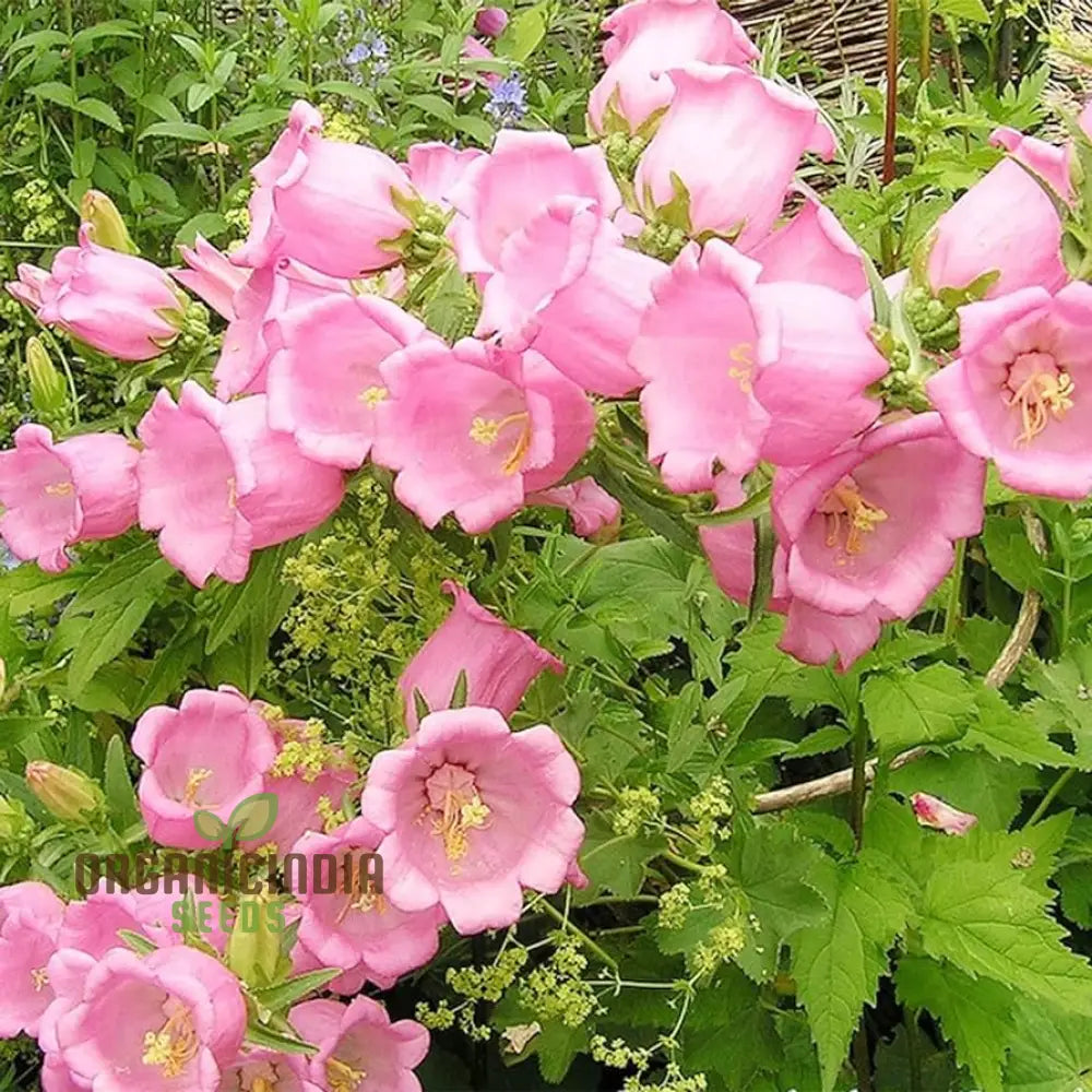 Tussock - Bellflower Single Rose Pink Seeds: Enhance Your Garden With Graceful Blooms â€“ Perfect