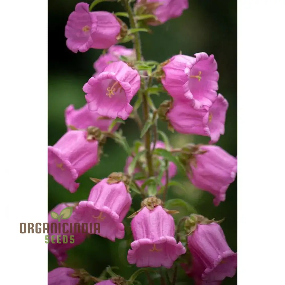 Tussock - Bellflower Single Rose Pink Seeds: Enhance Your Garden With Graceful Blooms – Perfect