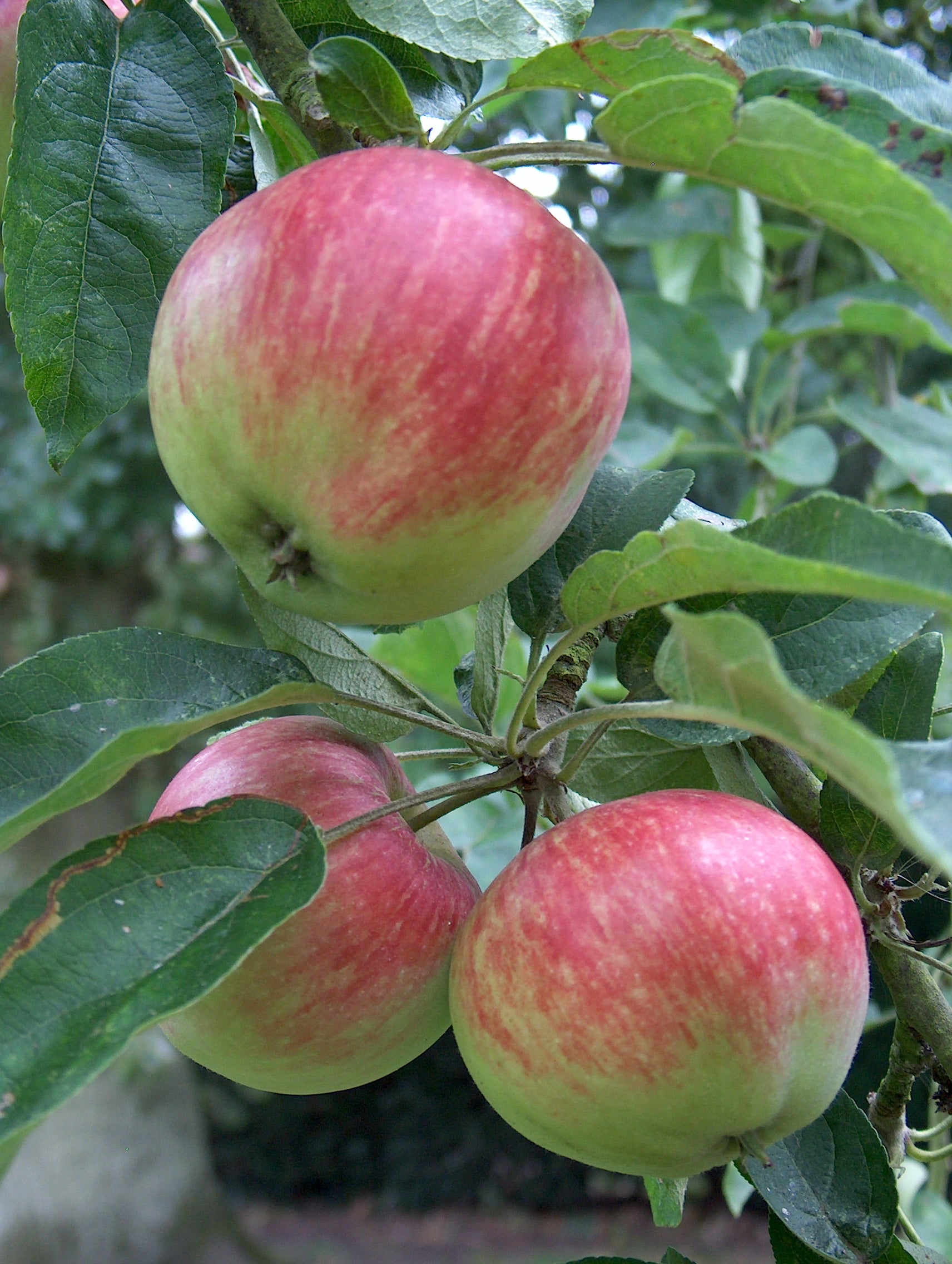 Tydeman’s Early Apple Seeds for Planting – Sweet, Juicy & Early-Ripening Apples