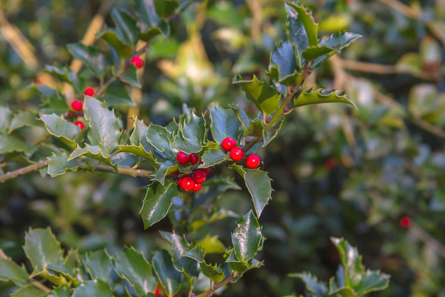 Carolina Holly (Ilex ambigua) – Native Deciduous Holly with Bright Red Berries