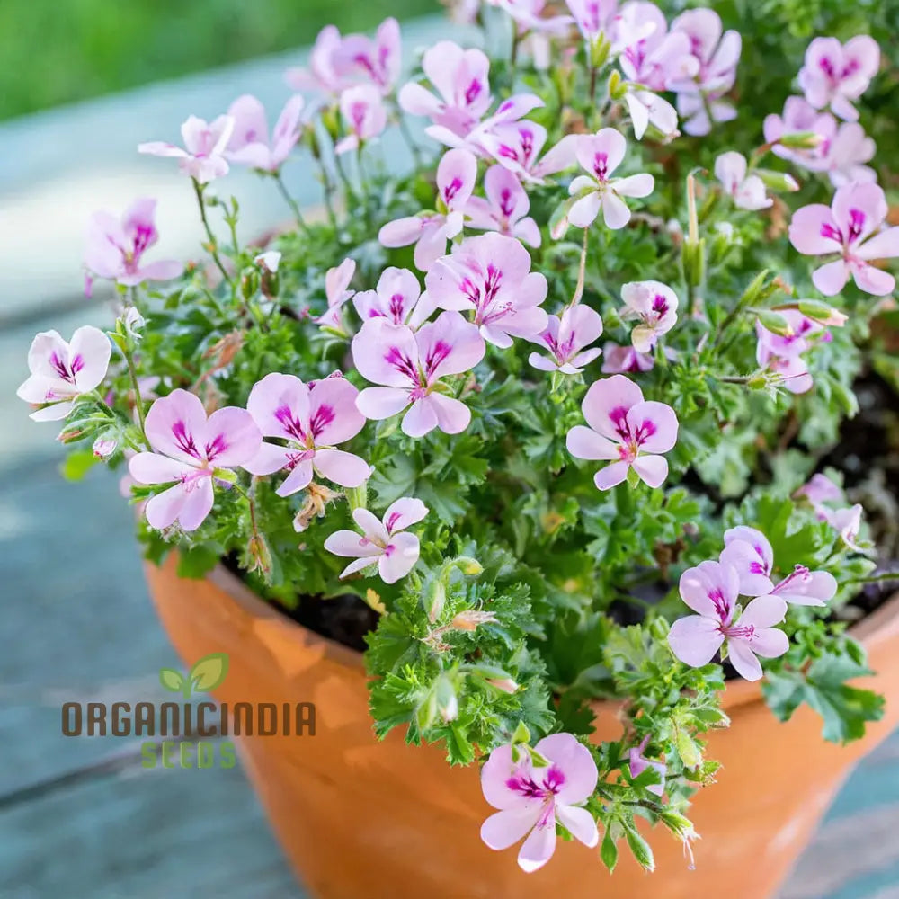 Ultimate Guide To Planting And Gardening With Citronella Geranium Flower Seeds Tips Tricks For A