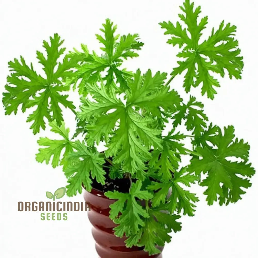 Ultimate Guide To Planting And Gardening With Citronella Geranium Flower Seeds Tips Tricks For A