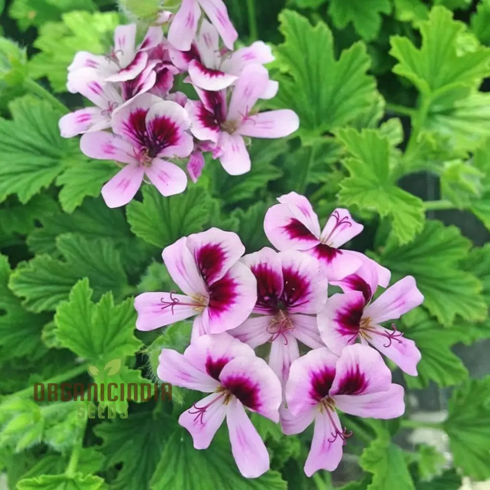 Ultimate Guide To Planting And Gardening With Citronella Geranium Flower Seeds Tips Tricks For A