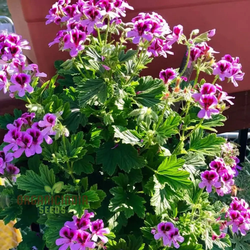 Ultimate Guide To Planting And Gardening With Citronella Geranium Flower Seeds Tips Tricks For A