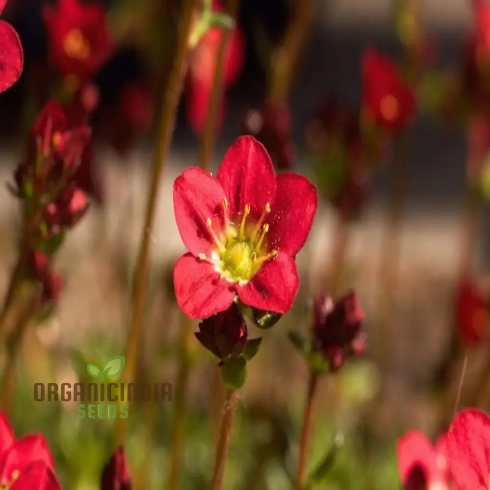 Ultimate Guide To Planting Saxifraga Ardensii Flower Seeds Expert Gardening Tips For Vibrant Ground