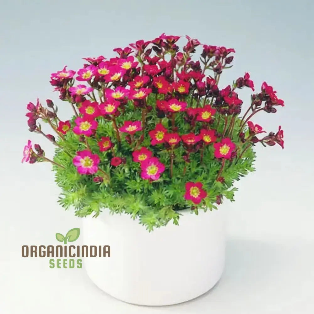 Ultimate Guide To Planting Saxifraga Ardensii Flower Seeds Expert Gardening Tips For Vibrant Ground