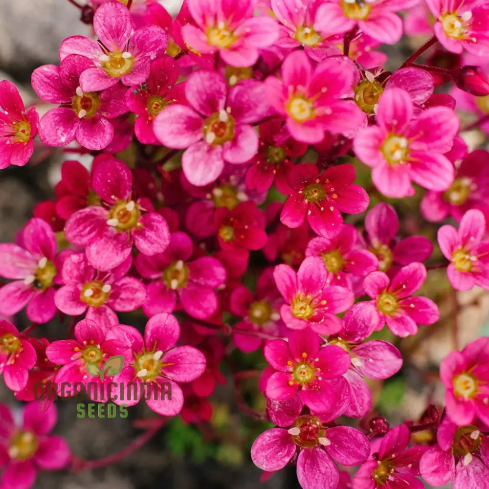 Ultimate Guide To Planting Saxifraga Ardensii Flower Seeds Expert Gardening Tips For Vibrant Ground