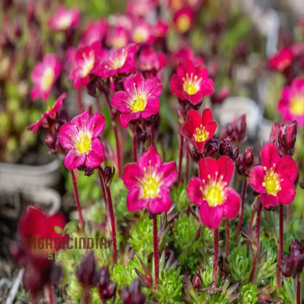 Ultimate Guide To Planting Saxifraga Ardensii Flower Seeds Expert Gardening Tips For Vibrant Ground