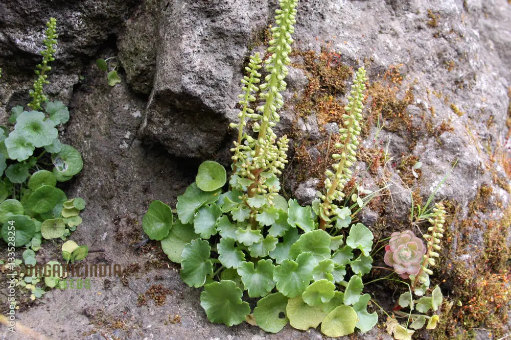 Umbilicus Rupestris Seeds For Rock Gardens | Hardy Succulent Gardening Enthusiasts