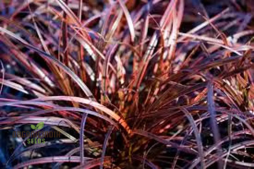 Uncinia Egmontiana Seeds - Ornamental Grass For Gardening Enthusiasts Rare And Exquisite Variety