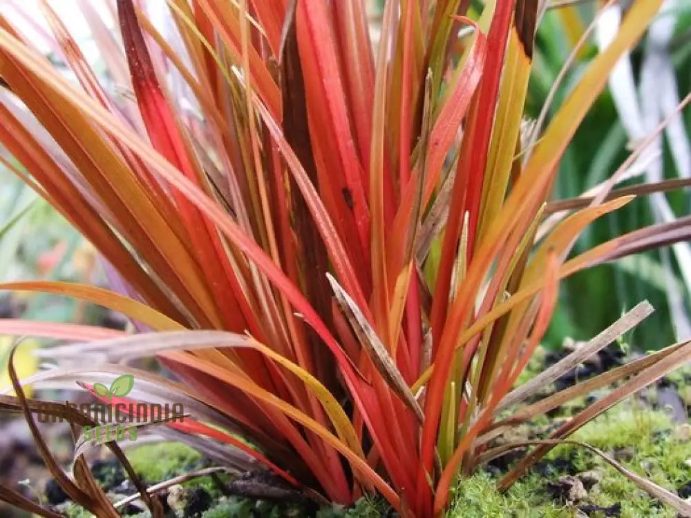 Uncinia Egmontiana Seeds - Ornamental Grass For Gardening Enthusiasts Rare And Exquisite Variety