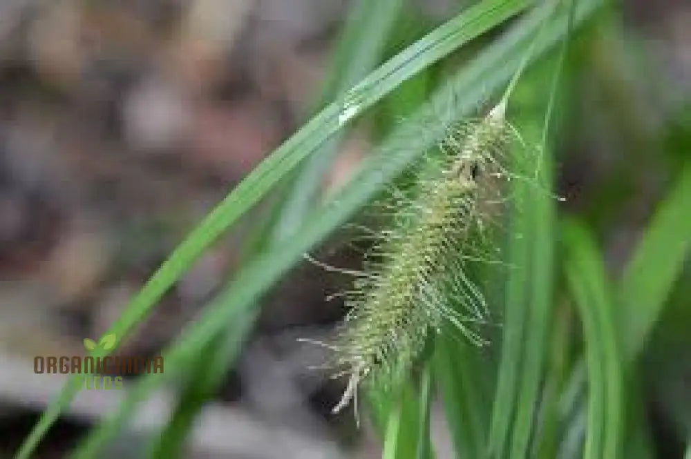 Uncinia Erinacea Seeds For Ornamental Gardening | Hardy Evergreen Grass Variety