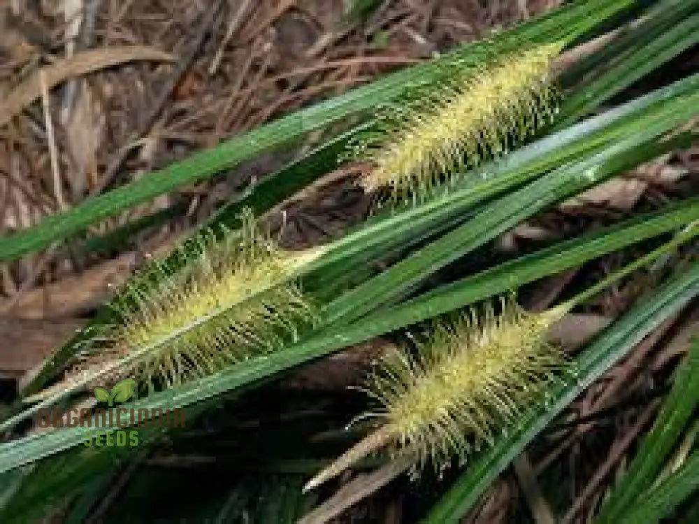 Uncinia Erinacea Seeds For Ornamental Gardening | Hardy Evergreen Grass Variety