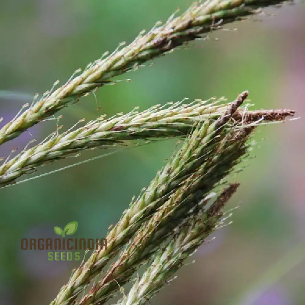 Uncinia Erinacea Seeds For Ornamental Gardening | Hardy Evergreen Grass Variety