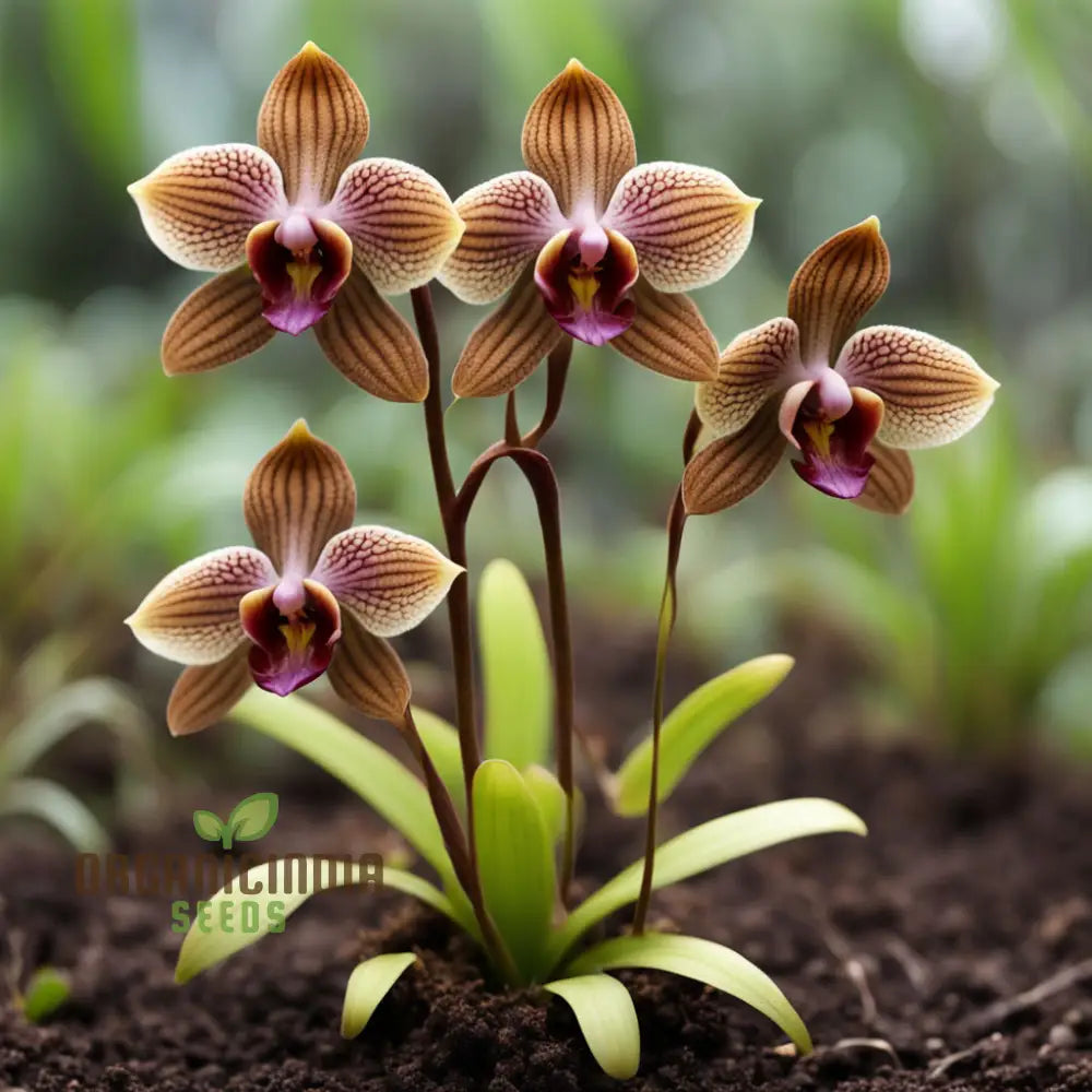 Unique Brown Dracula Flower Seeds - Add Intrigue To Your Garden With These Rare Blooms For Planting