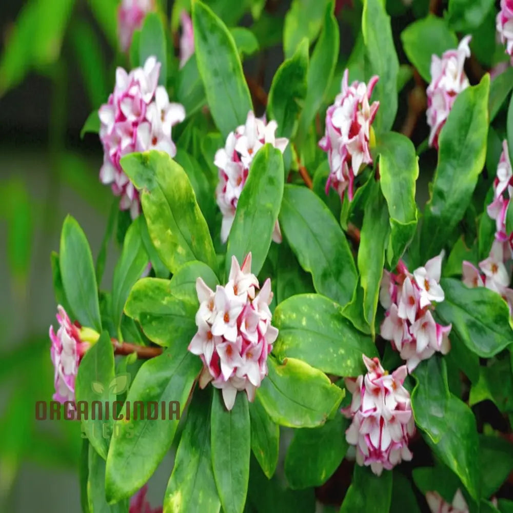 Unique Daphne Flower Seeds Fragrant Perennial Shrub For Garden Planting Perennials