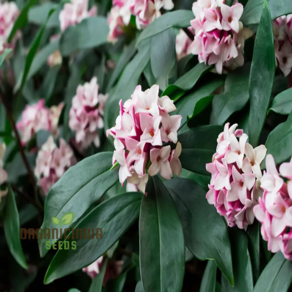 Unique Daphne Flower Seeds Fragrant Perennial Shrub For Garden Planting Perennials