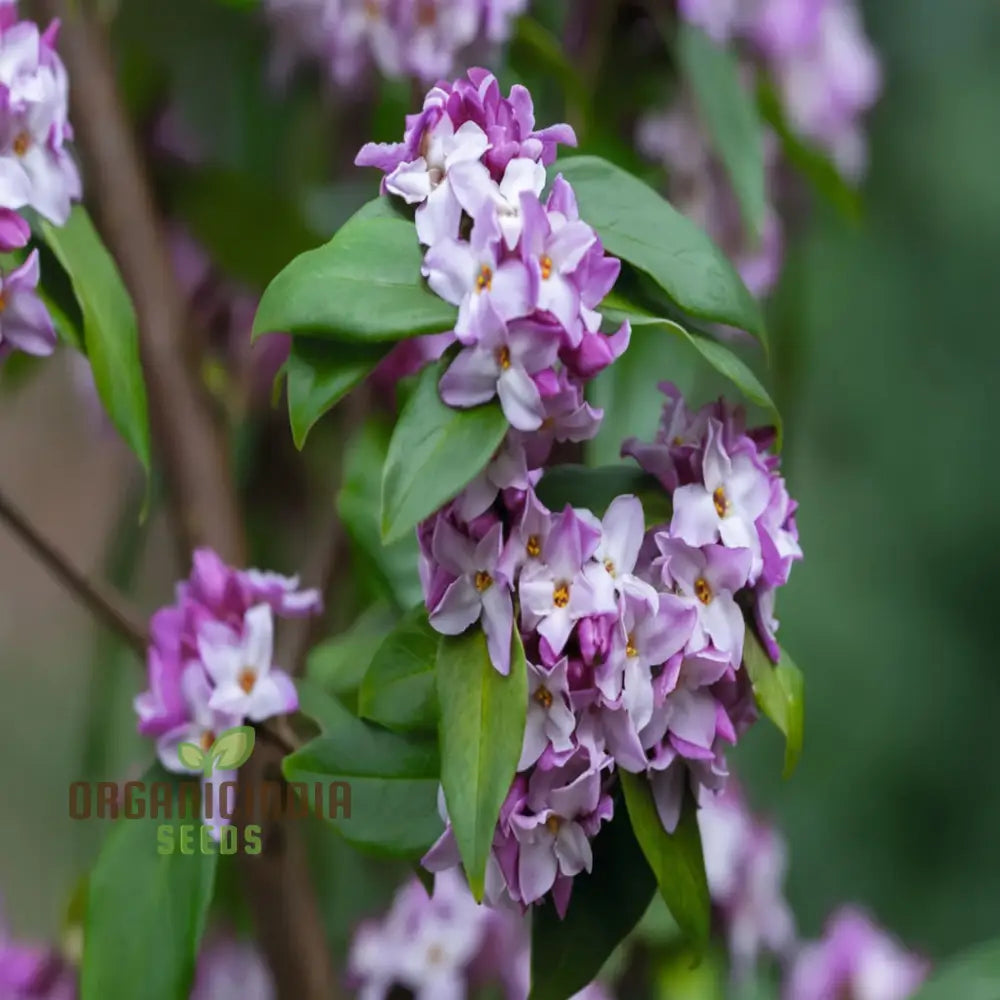 Unique Daphne Flower Seeds Fragrant Perennial Shrub For Garden Planting Perennials